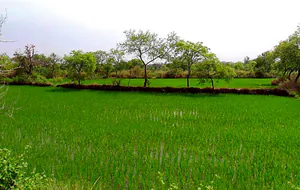 Bhurki, Chhattisgarh 491335, India preview 2