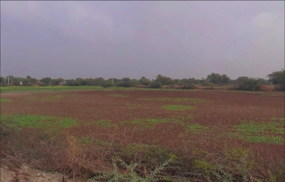 9523+GJ Kuhara, Rajasthan, India