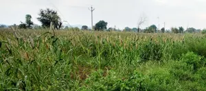 FRPW+WFQ, Alwar, Seetal, Rajasthan 301021, India preview 2