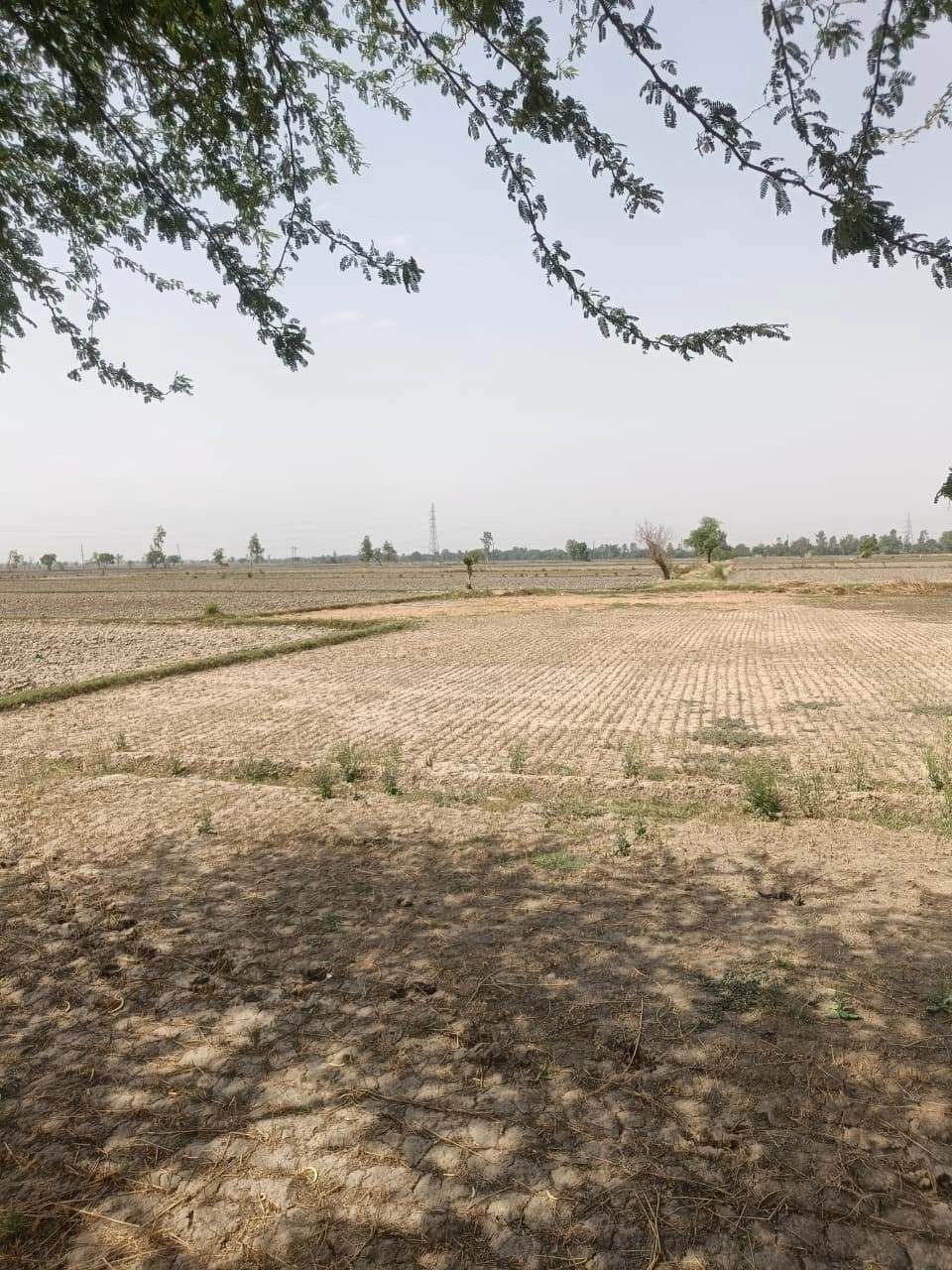 Aou, Rajasthan, India