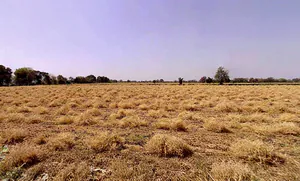 Phulra, Madhya Pradesh 475661, India preview 2