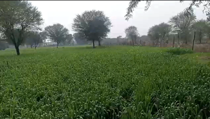 6WX3+32 Bhadana, Kota, Rajasthan, India