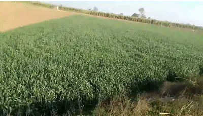 FJQ4+37 Mehgaon, Madhya Pradesh, India preview 2