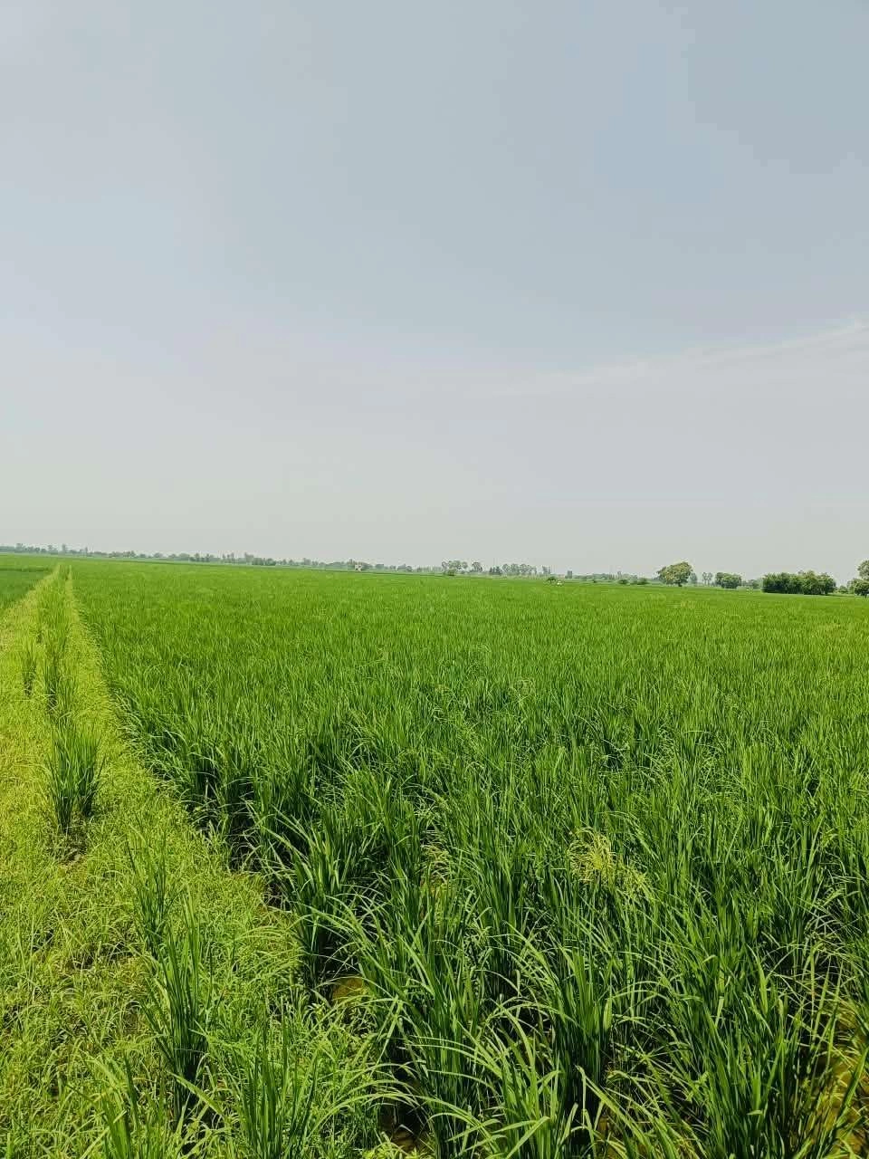 Nawali, Mathura, Uttar Pradesh, India preview 3