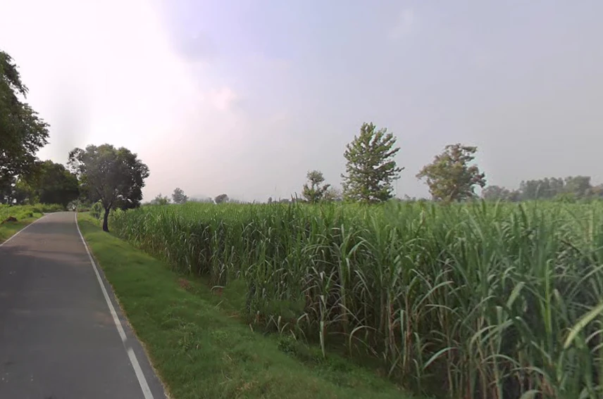 Sardhana, Uttar Pradesh 250342, India