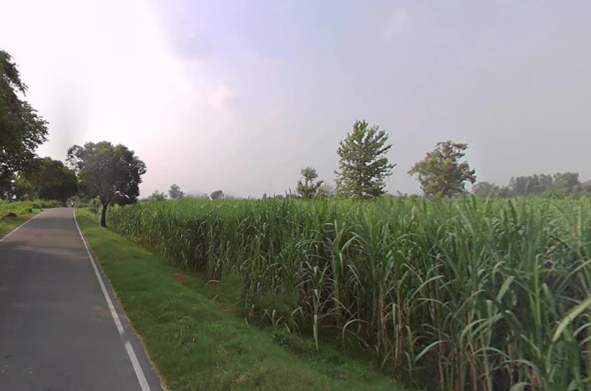 Sardhana, Uttar Pradesh 250342, India