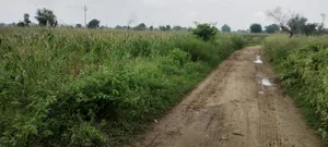 Bedha, Rajasthan 301021, India preview 2