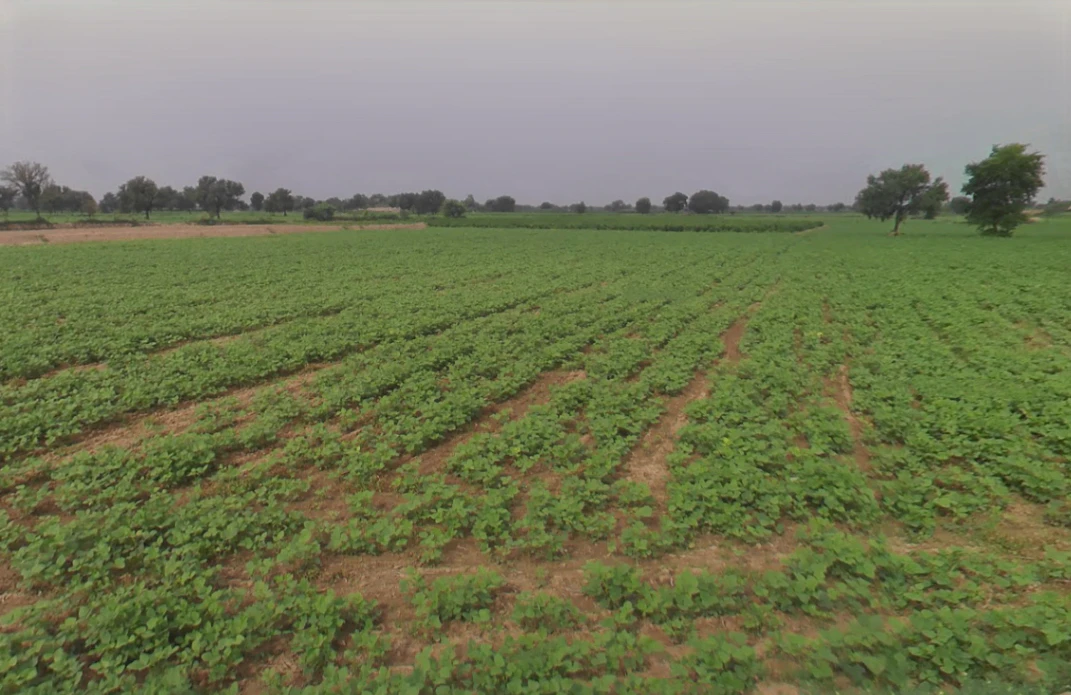 Budak, Haryana 125004, India