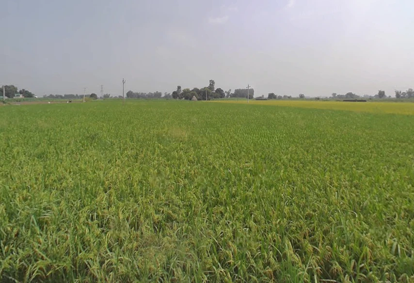 Machhike, Punjab 142039, India