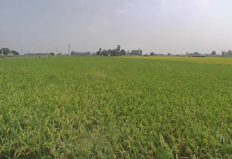 Machhike, Punjab 142039, India preview 3