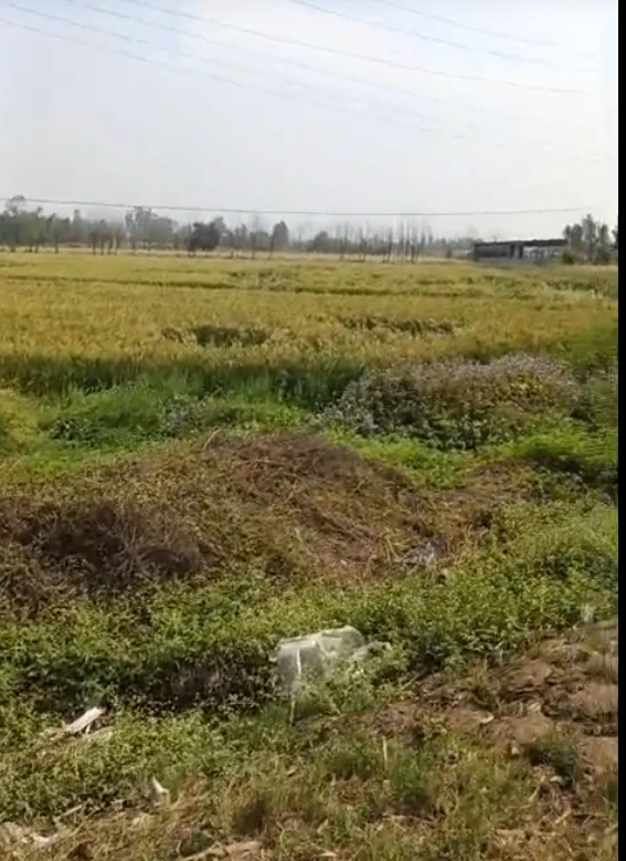 Maman Khurd, Uttar Pradesh 203002, India