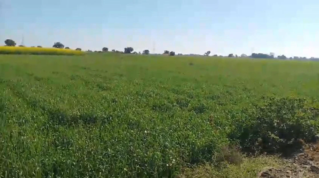 Banga, Punjab 144505, India