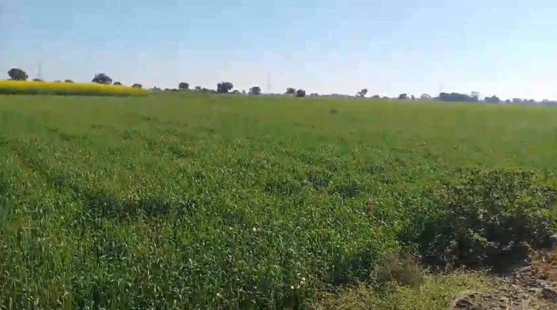 Banga, Punjab 144505, India