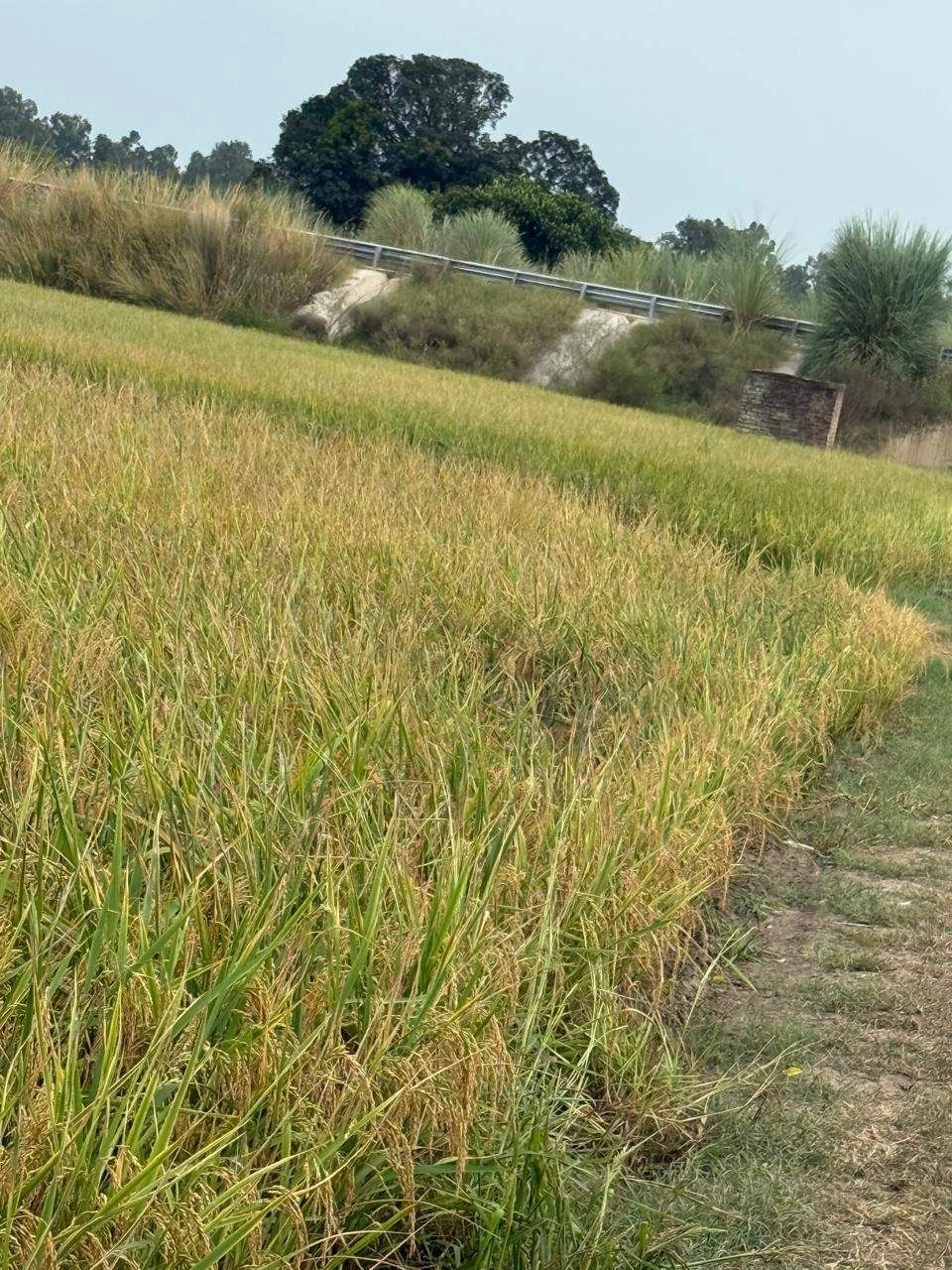 V8W5+57 Behlolpur, Ludhiana, Punjab, India