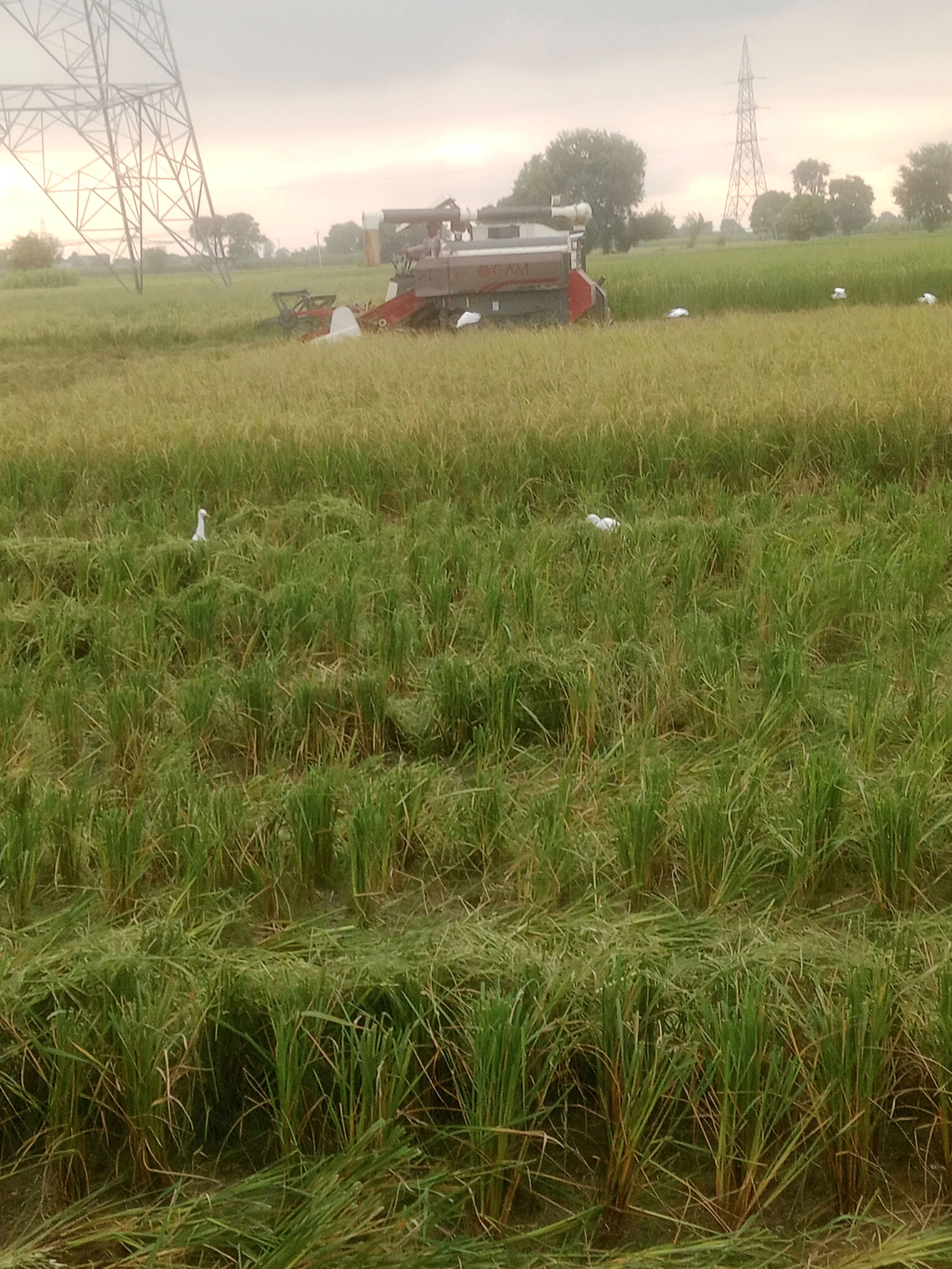 Srodhan, Sikandrabad, Bulandshahr, Uttar Pradesh, India