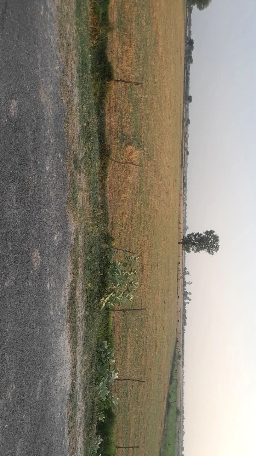 H2MP+2H Aadil Pur, Uttar Pradesh, India