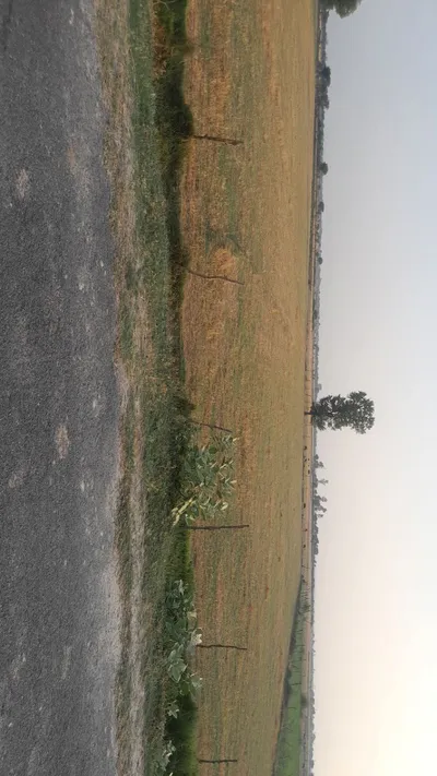 H2MP+2H Aadil Pur, Uttar Pradesh, India preview 2