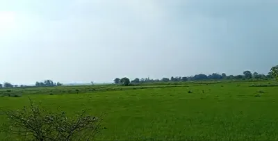 5R5P+2Q Tandul, Chhattisgarh, India preview 2