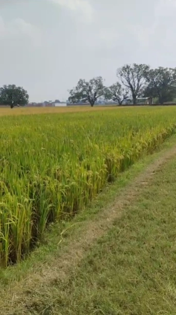 7RJF+HQG, Varanasi, Mehadiganj, Uttar Pradesh, India - Photo 2