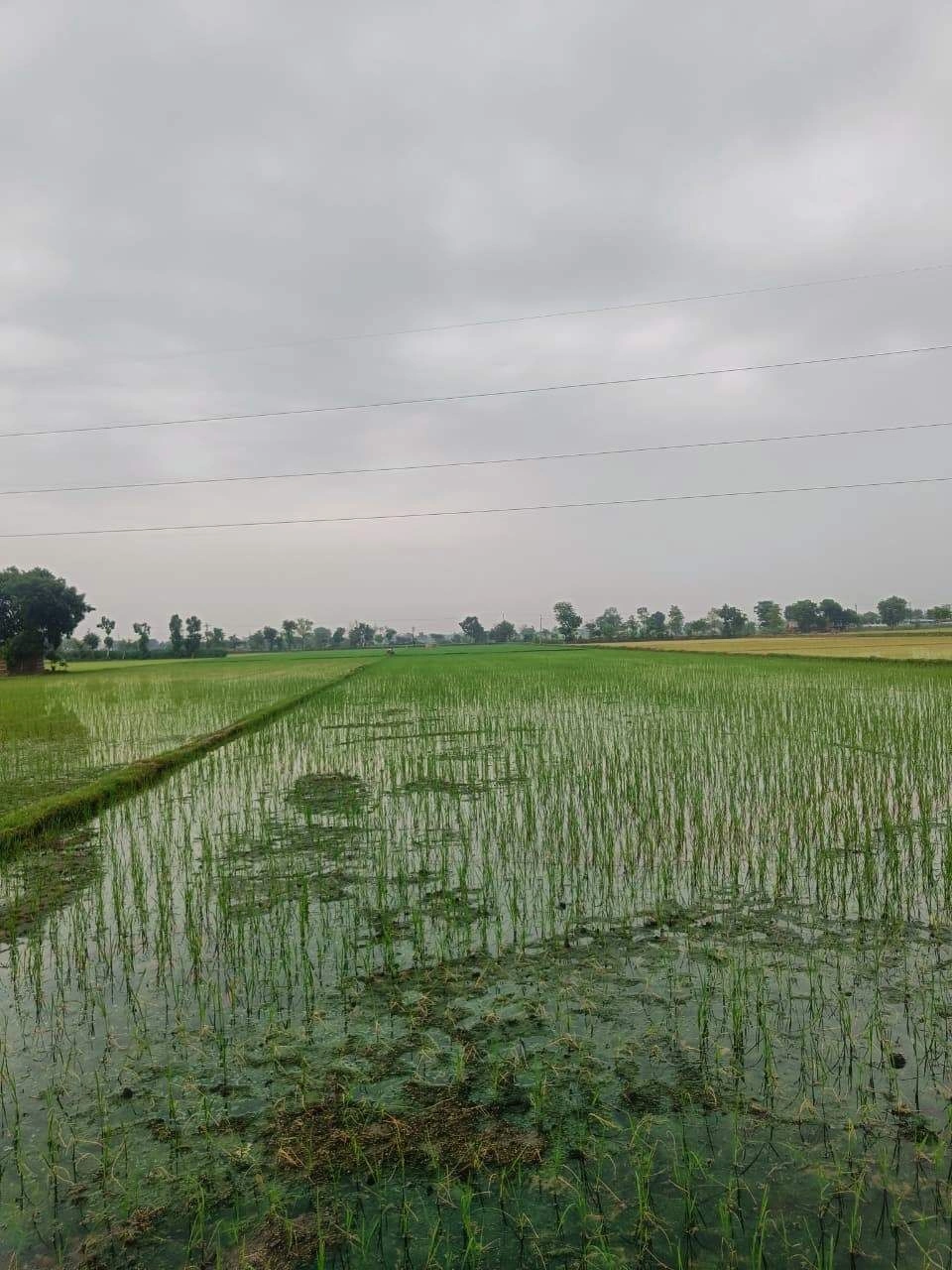 Bukharari, Mathura, Uttar Pradesh, India