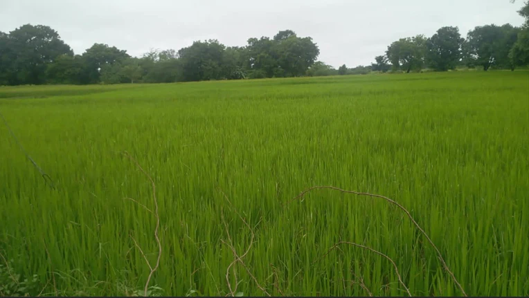 3PCP+9H Kotiya, Fatehpur, Uttar Pradesh, India