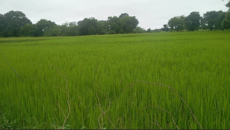 3PCP+9H Kotiya, Fatehpur, Uttar Pradesh, India - Photo 1