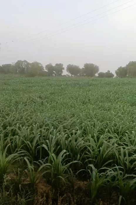 Serla, Bhiwani, Haryana 127028, India