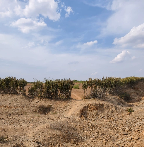8355+W7W, Bhilwara, Bhawani Singh Ka Khera, Rajasthan 311601, India