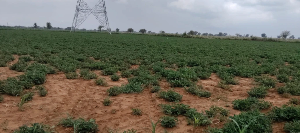 MG6H+CR Awandiya, Dudu, Rajasthan, India