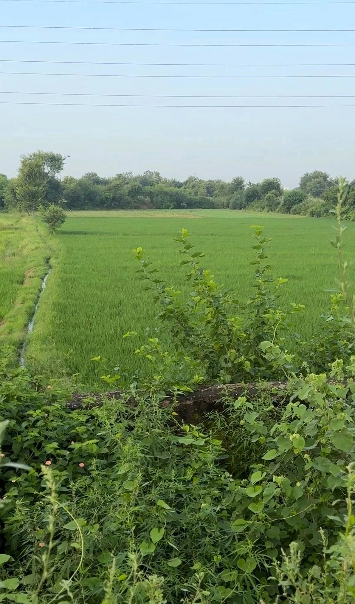 Sikhrani, Uttar Pradesh 201102, India