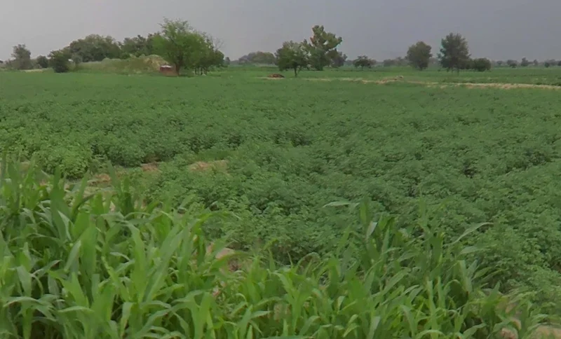 Dhol Khera, Rajasthan 321613, India preview 3