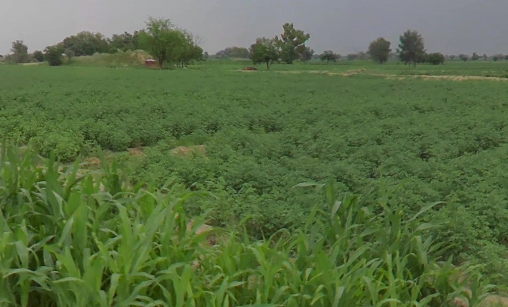 Dhol Khera, Rajasthan 321613, India