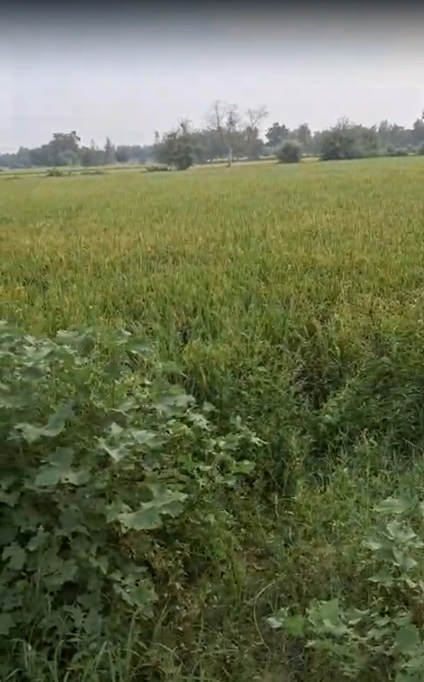 3MMM+GC6, Jhunjhunu, Theecholi, Thicholi, Rajasthan 333028, India