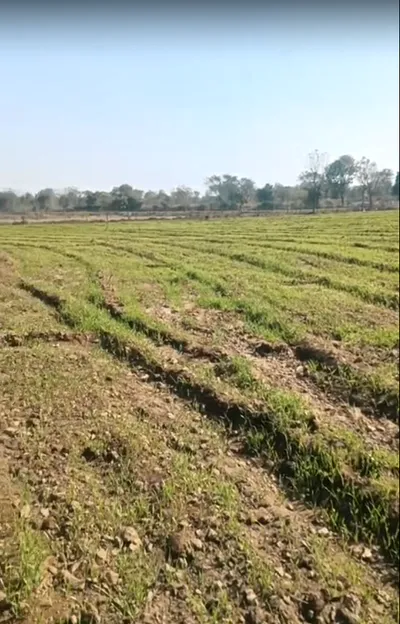 Q29V+5R Khempur, Rajasthan, India preview 3