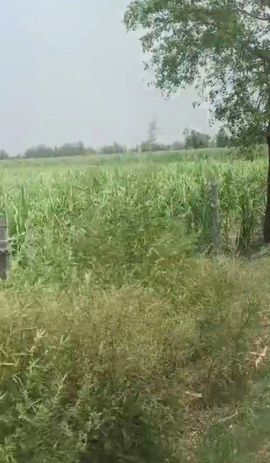 Chunar, Uttar Pradesh 231304, India