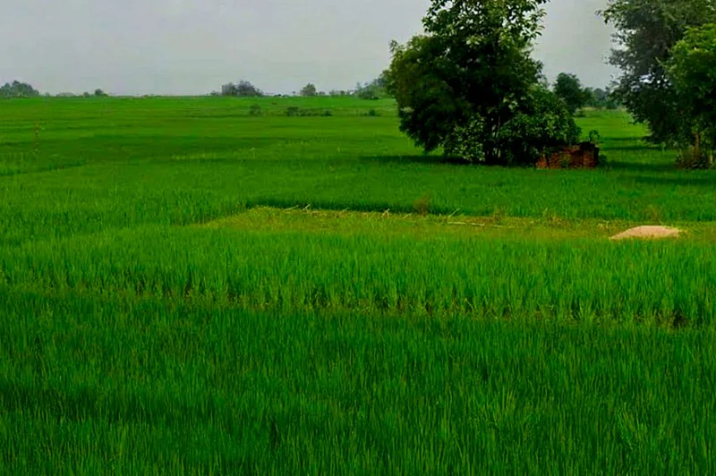 H888+PV5, Deokar, Chhattisgarh 491331, India preview 3