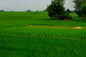 H888+PV5, Deokar, Chhattisgarh 491331, India preview 3