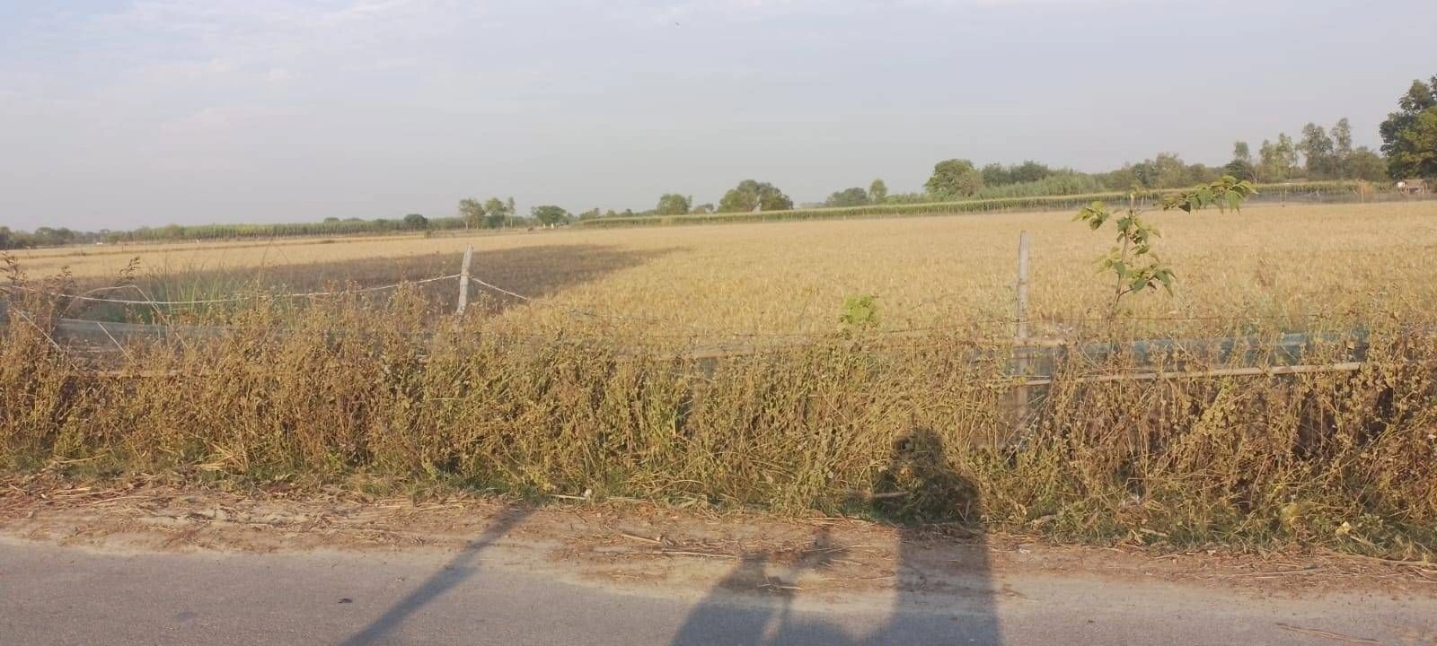 R7RC+RJ Paraura, Uttar Pradesh, India