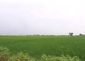 Bilaspur, Uttar Pradesh 244921, India preview 2