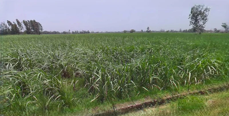 Najibabad, Uttar Pradesh 246763, India preview 3