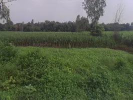 Pithlokar, Uttar Pradesh 250342, India preview 3