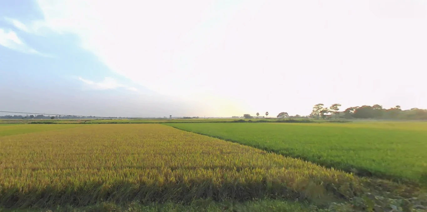 Shikharpur P.O, Bagu, Newtown, Sikharpur, Kolkata, West Bengal 700135, India