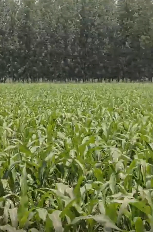 Puranpur, Uttar Pradesh 261001, India
