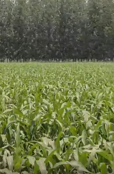 Puranpur, Uttar Pradesh 261001, India preview 2