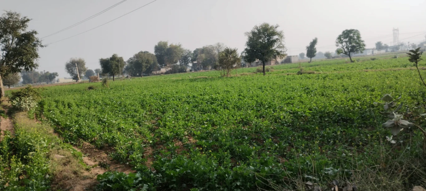 W743+42F, Raipur, Punjab 151505, India