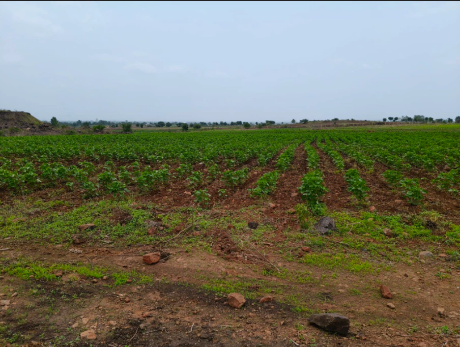 Daboh, Bhind, Madhya Pradesh 477447, India