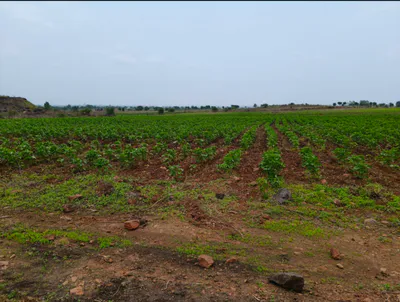 Daboh, Bhind, Madhya Pradesh 477447, India preview 3