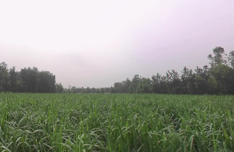 Salempur Gada, Uttar Pradesh 247121, India