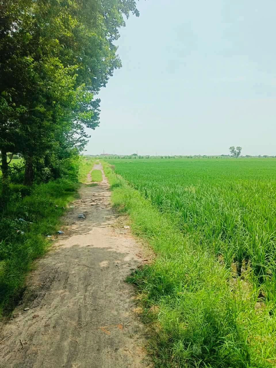 Nawali, Mathura, Uttar Pradesh, India