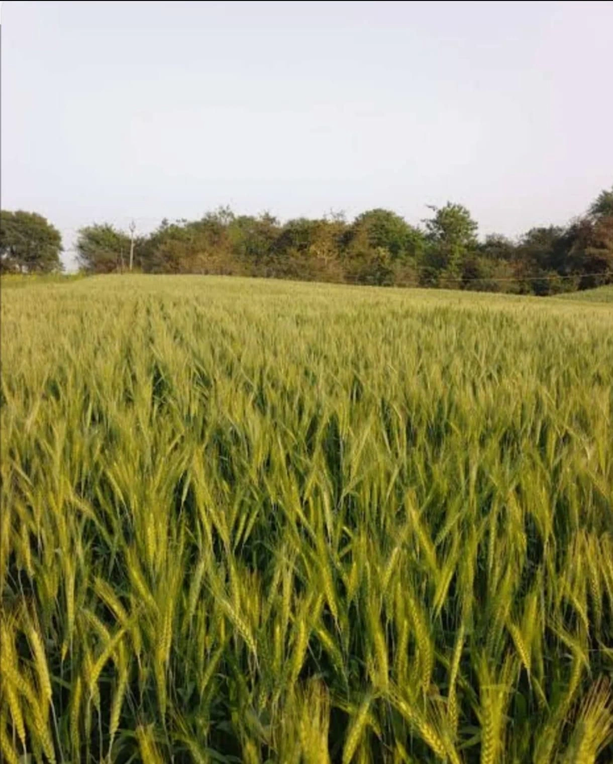 Pahara Purwa, Chhatarpur, Madhya Pradesh 471606, India - Photo 3